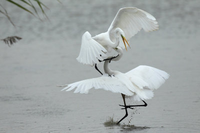 Great Egret