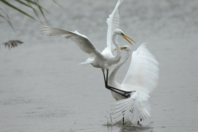 Great Egret
