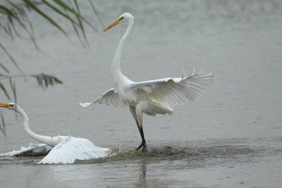 Great Egret