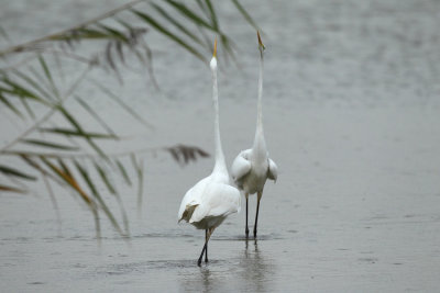 Great Egret