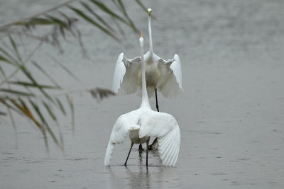 Great Egret