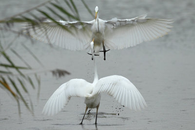 Great Egret