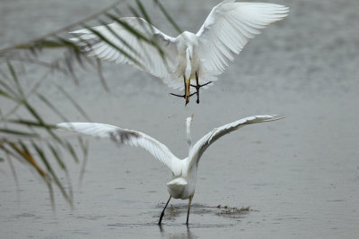 Great Egret
