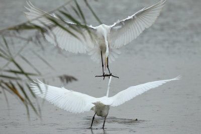 Great Egret