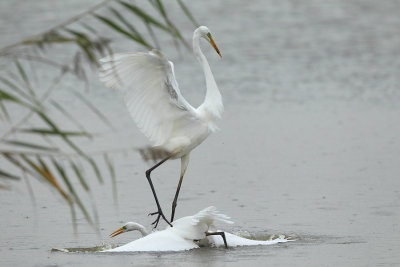 Great Egret
