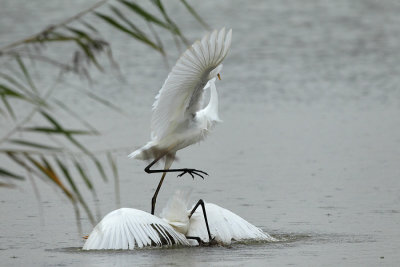 Great Egret