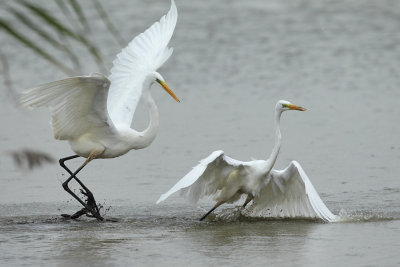 Great Egret