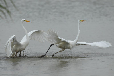 Great Egret