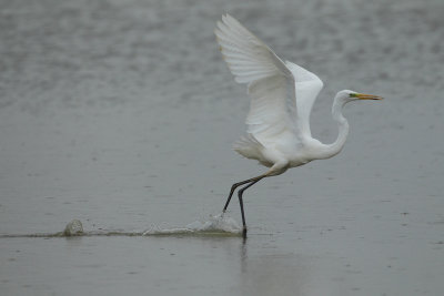 Great Egret