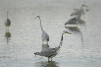 Grey Heron