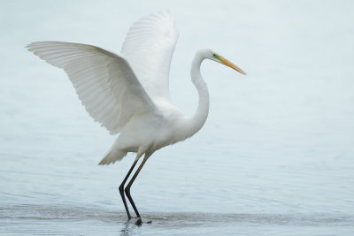 Great Egret