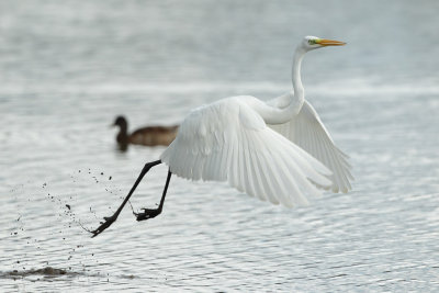 Great Egret