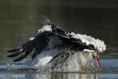 White Stork