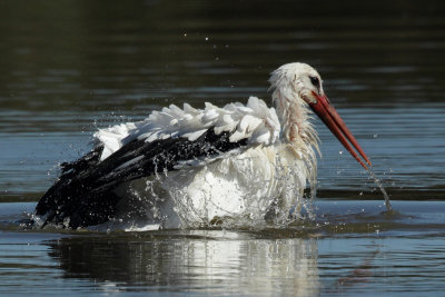 White Stork