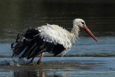 White Stork