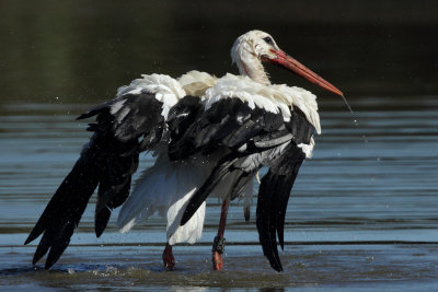 White Stork