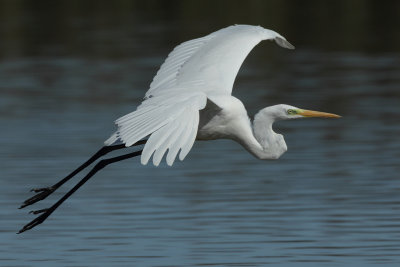 Great Egret