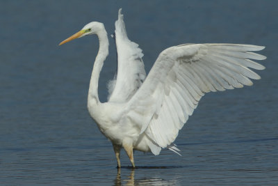 Great Egret