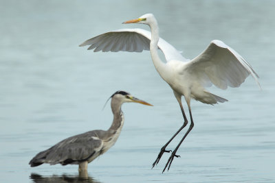 Great Egret