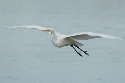 Great Egret