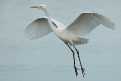 Great Egret