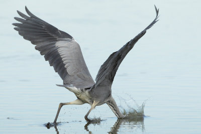 Grey Heron