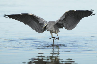 Grey Heron