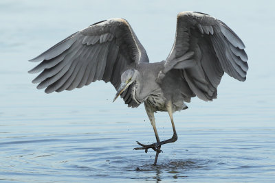 Grey Heron