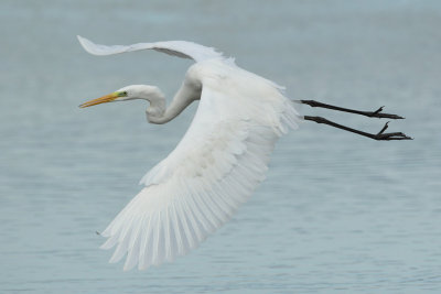 Great Egret