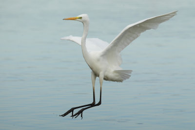 Great Egret