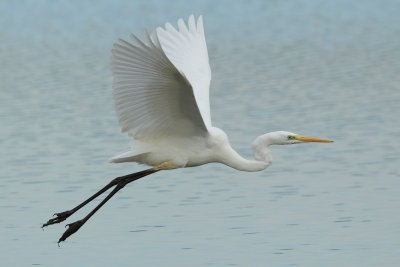 Great Egret