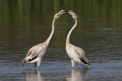 Greater Flamingo