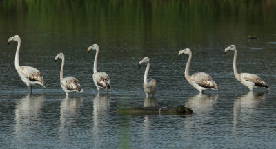 Greater Flamingo