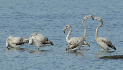 Greater Flamingo