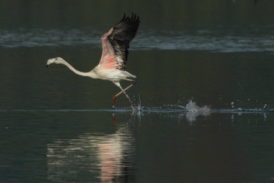 Greater Flamingo