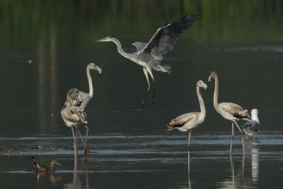 Greater Flamingo