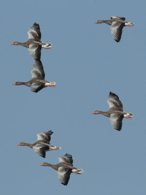 Greylag Geese