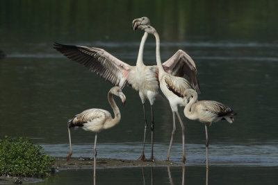 Greater Flamingo