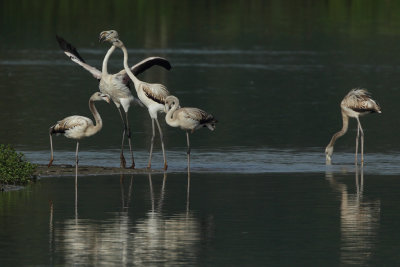 Greater Flamingo