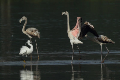 Greater Flamingo