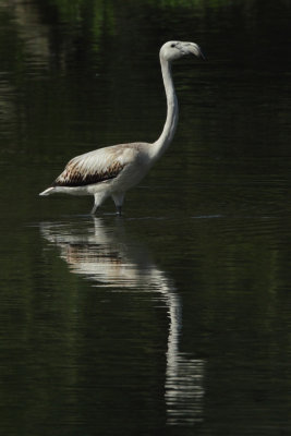 Greater Flamingo