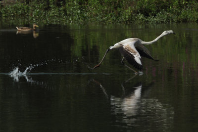 Greater Flamingo