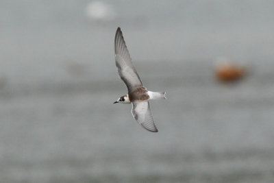 White-winged Tern, 1Y