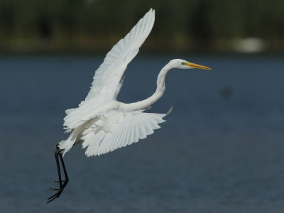 Great Egret