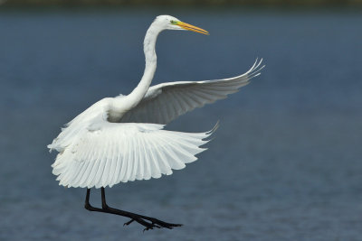 Great Egret