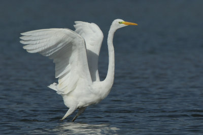 Great Egret