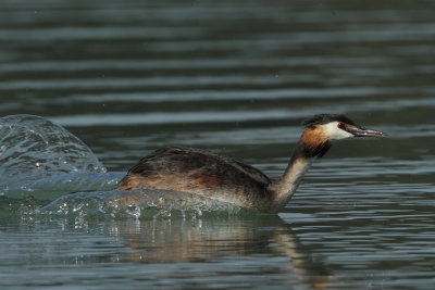 Great Crested Grebe