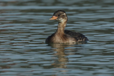 Little Grebe, juvenile