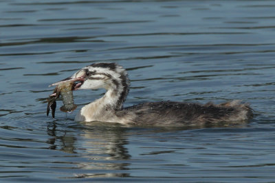 Great Crested Grebe, juvenile