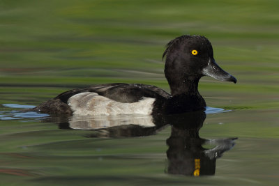 Tufted Duck, male 1Y
